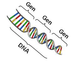 MATERI GENETIK Pengertian Fungsi Sifat Perbedaan Kromosom Gen Dan